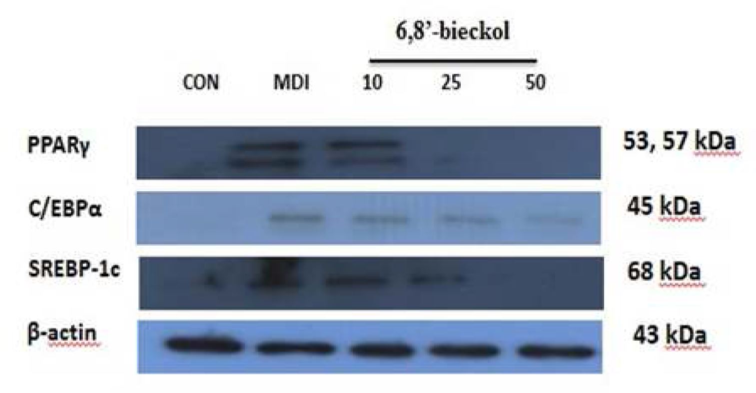Fig. 14 6,8'-bickol 의 비만 관련 단백질 발현양상 밴드 외관