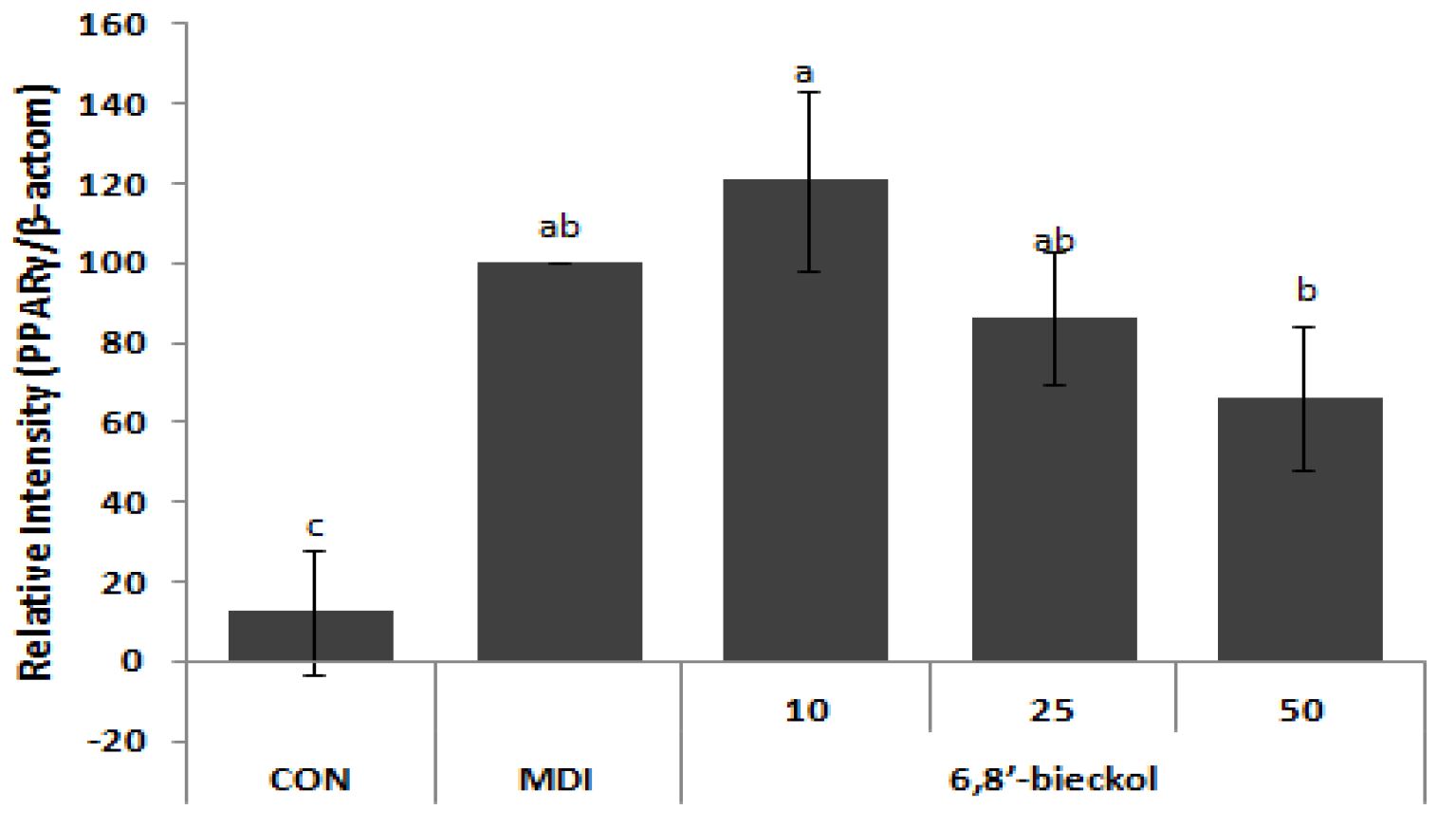 Fig 15 6,8'- bickol 의 비만 관련 단백질 발현양상