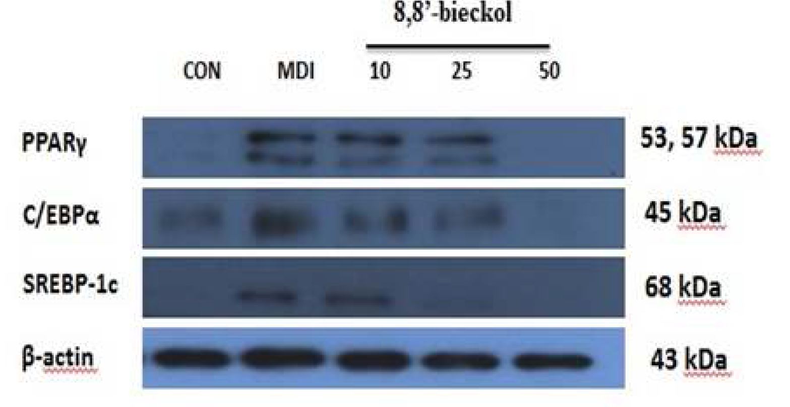 Fig. 16 8,8'-bickol 의 비만 관련 단백질 발현양상 밴드 외관