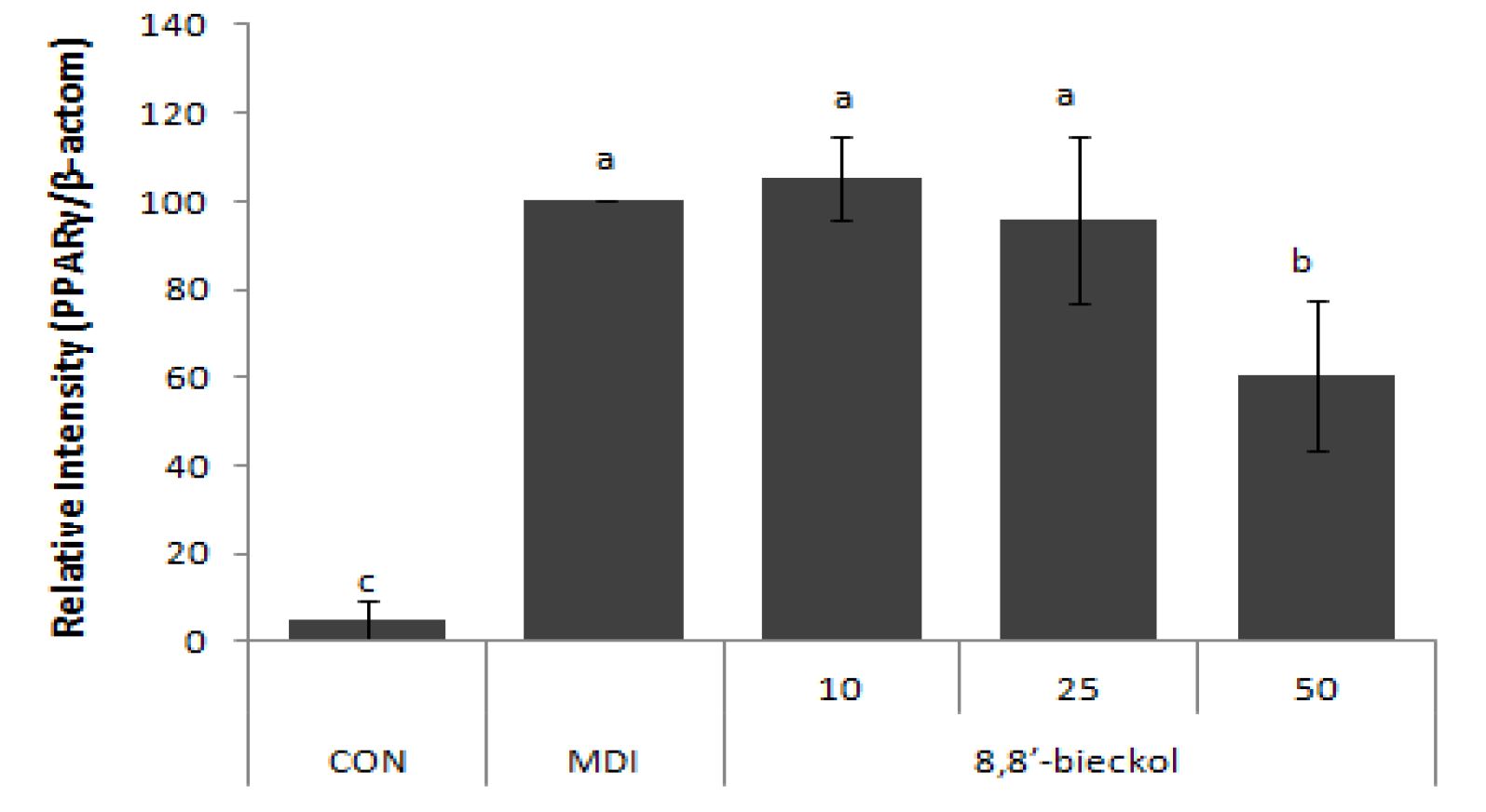 Fig 17. 8,8'- bickol 의 비만 관련 단백질 발현양상