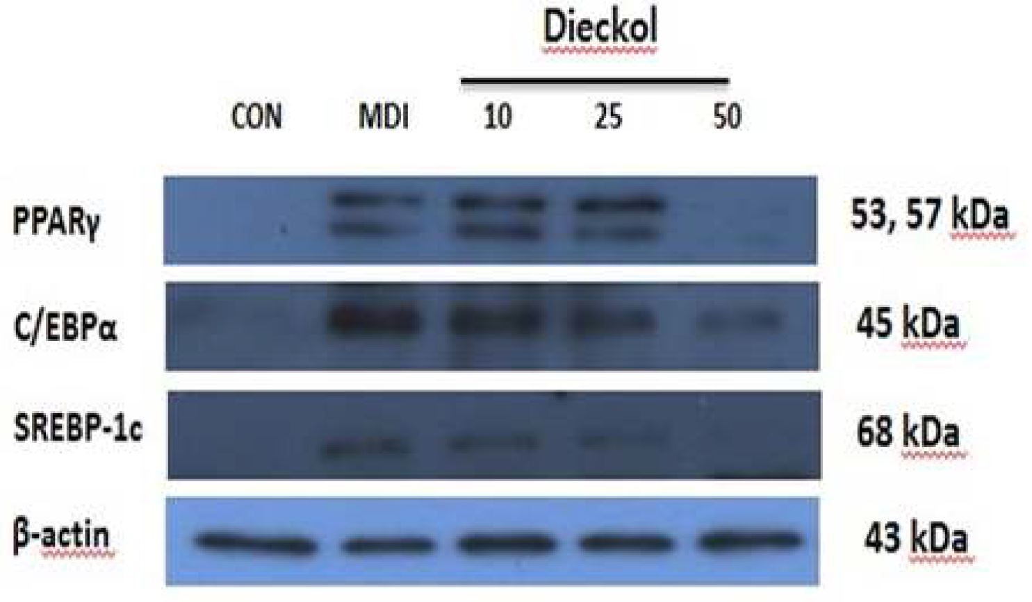 Fig. 18 Dieckol 의 비만 관련 단백질 발현양상 밴드 외관