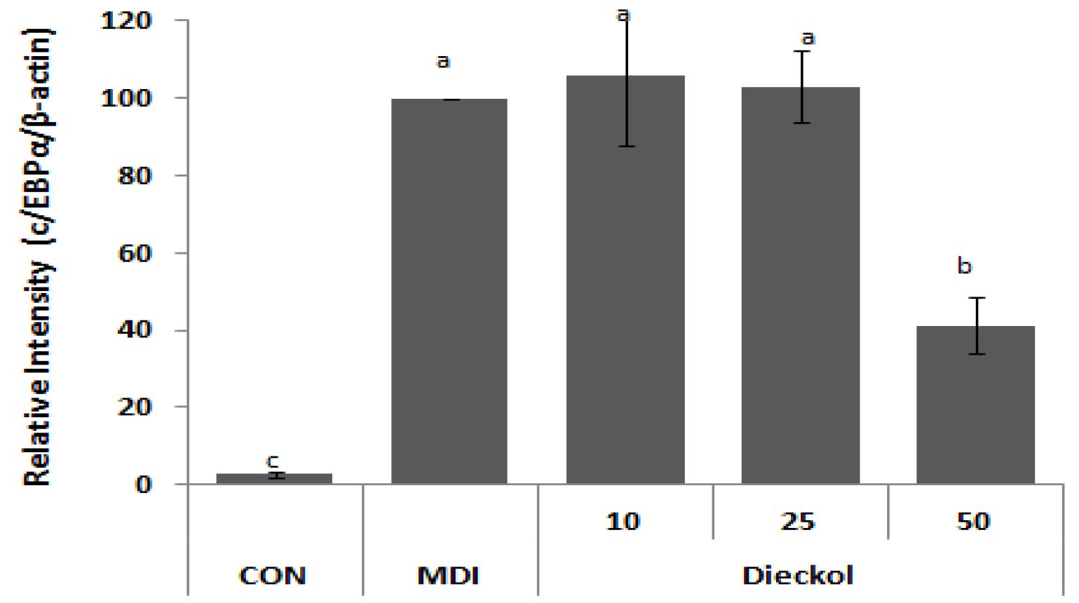 Fig 19 Dieckol 의 비만 관련 단백질 발현양상