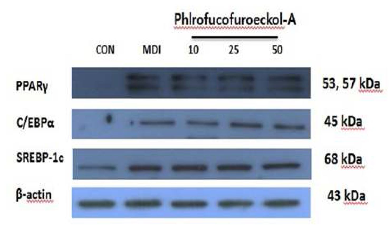 Fig. 20 phlorofuroeckil-A 의 비만 관련 단백질 발현양상 밴드 외관