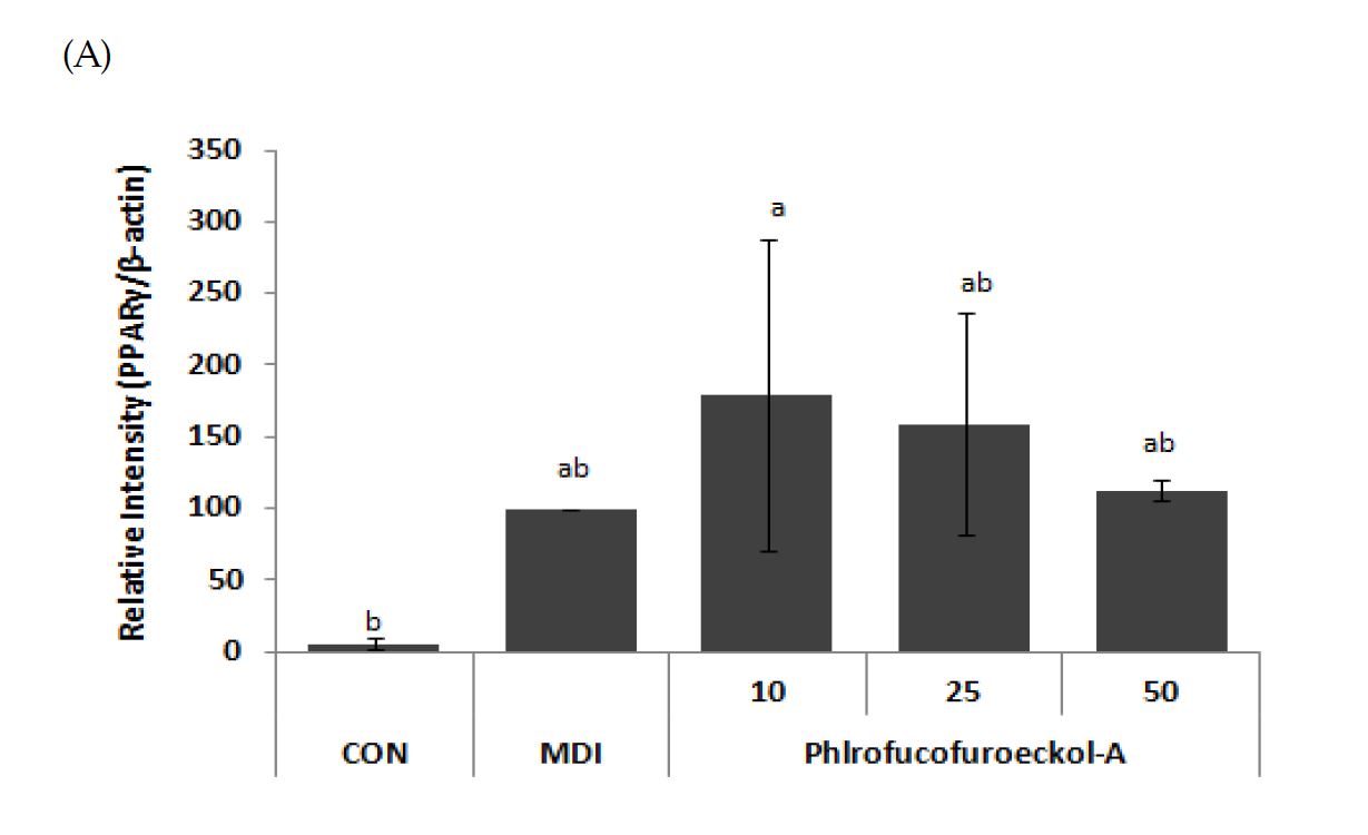 Fig. 21 Phlorofuroeckil-A 의 비만 관련 단백질 발현양상