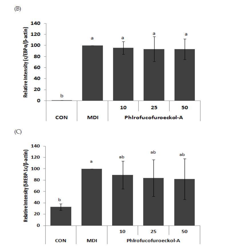 Fig. 21 Phlorofuroeckil-A 의 비만 관련 단백질 발현양상