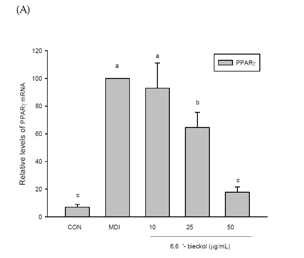 Fig. 22 6,6'- bickol 의 비만 관련 유전자 발현양상