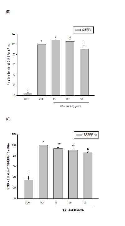 Fig 23 6,8'- bickol 의 비만 관련 유전자 발현양상