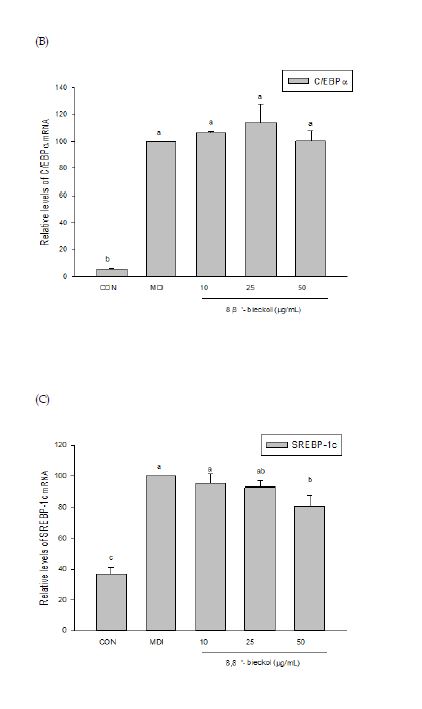 Fig 24 8,8'- bickol 의 비만 관련 유전자 발현양상