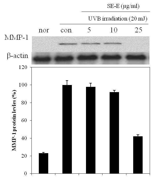 Effects of EtOAC fractions from S. polyrhiza on MMP-1 expression in CCD-986sk cell.