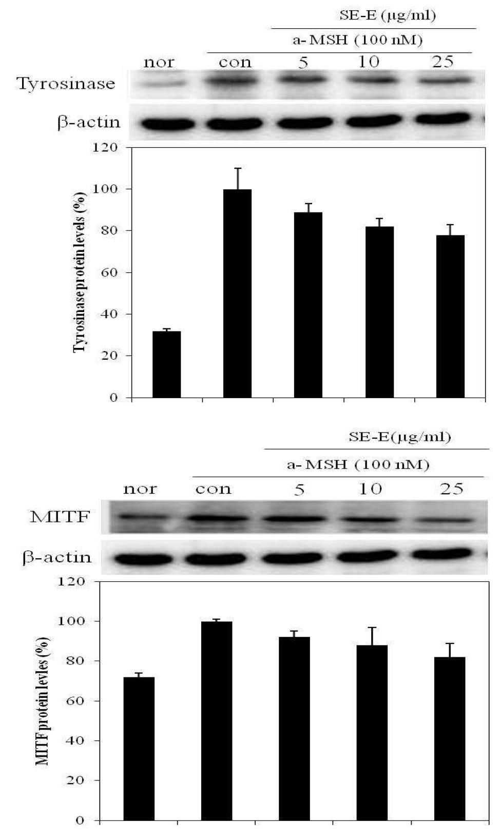 Effects of EtOAC fractions from S. polyrhiza on tyrosinase and MITF expression in B16F10 cell.