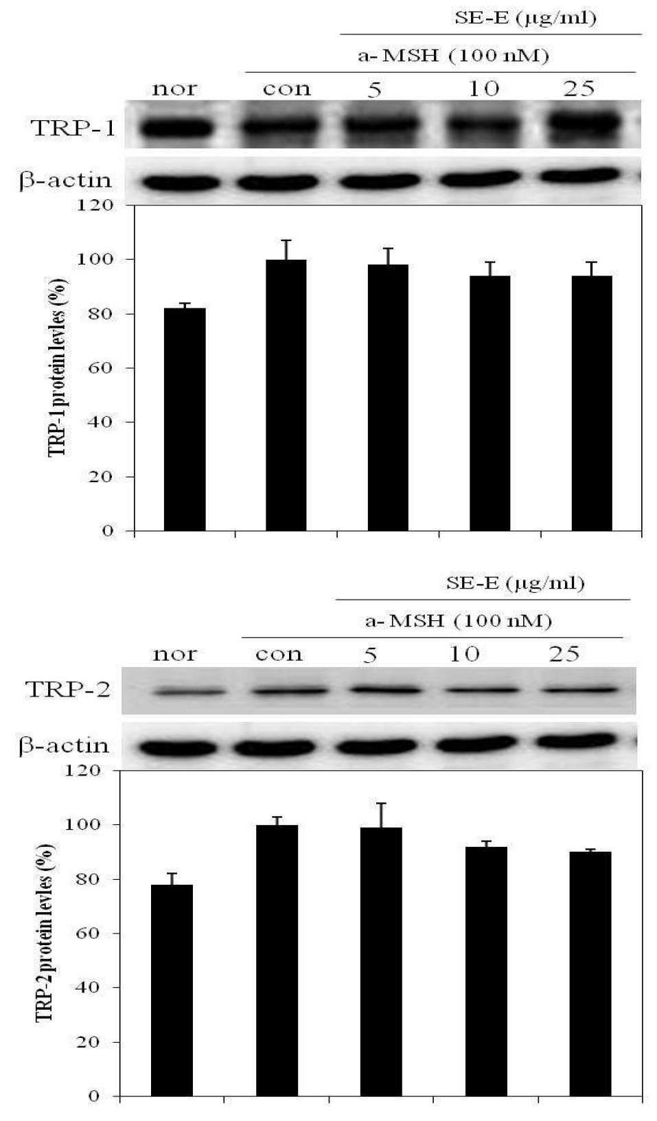 Effects of EtOAC fractions from S. polyrhiza on TRP-1 and TRP-2 expression in B16F10 cell.