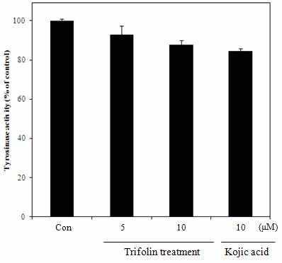 Effects of trifolin from Diospyros kaki calyx. on tyrosinase activity in B16F10 melanoma cells