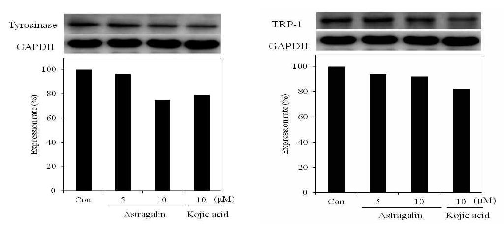 Tyrosinase and TRP-1 protein expression rate of astragalin on melanoma cell(B16F10). After B16F10 cells (1x105cells) were started in serum free mediumfor 1 h the cells were treated with 5, 10 μM/mL of astragalin. Protein wasdetected by western blotting.