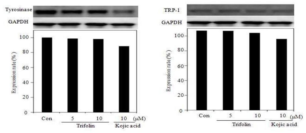 Tyrosinase and TRP-1 protein expression rate of trifolin on melanoma cell(B16F10). After B16F10 cells (1x105cells) were started in serum free mediumfor 1 h the cells were treated with 5, 10 μM/mL of trifolin. Protein wasdetected by western blotting.