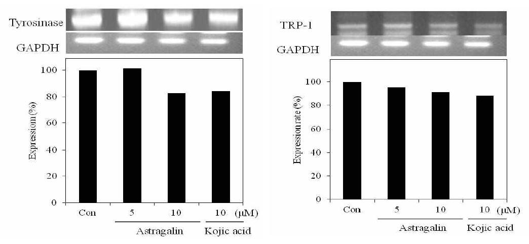 Tyrosinase and TRP-1 mRNA expression rate of astragalin on melanoma cell(B16F10). After B16F10 cells (1x105cells) were started in serum free mediumfor 1 h the cells were treated with 5, 10 μM/mL of astragalin. mRNA wasdetected by RT-PCR.