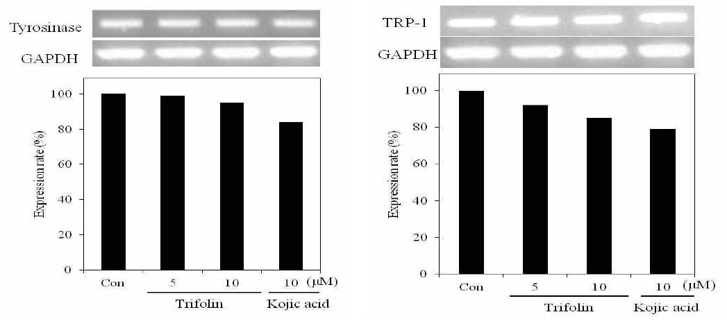 Tyrosinase and TRP-1 mRNA expression rate of trifolin on melanoma cell(B16F10). After B16F10 cells (1x105cells) were started in serum free mediumfor 1 h the cells were treated with 5, 10 μM/mL of trifolin. mRNA wasdetected by RT-PCR.