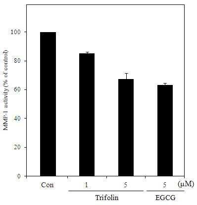 MMP-1 inhibition activity of humandermal fibroblast treated with trifolinfrom Diospyros kaki calyx. Control cellwere incubated with vehicle alone. Thedata represent the mean±SD of threeseparate experiments