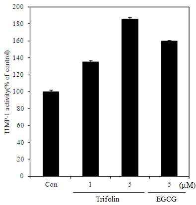 Inhibitory effect of with trifolin fromDiospyros kaki calyx. the expression ofTIMP-1 in the UVB irradiated humandermal fibroblasts. Control cell wereincubated with vehicle alone. The datarepresent the mean±SD of threeseparate experiments.