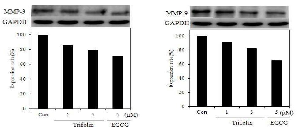 MMP-3 and MMP-9 protein expression rate of trifolin on fibroblast cell(CCD-986sk). After CCD-986sk cells (5x105cells) were started in serum freemedium for 1 h the cells were treated with 1, 5 μM/mL of trifolin. Proteinwas detected by western blotting.