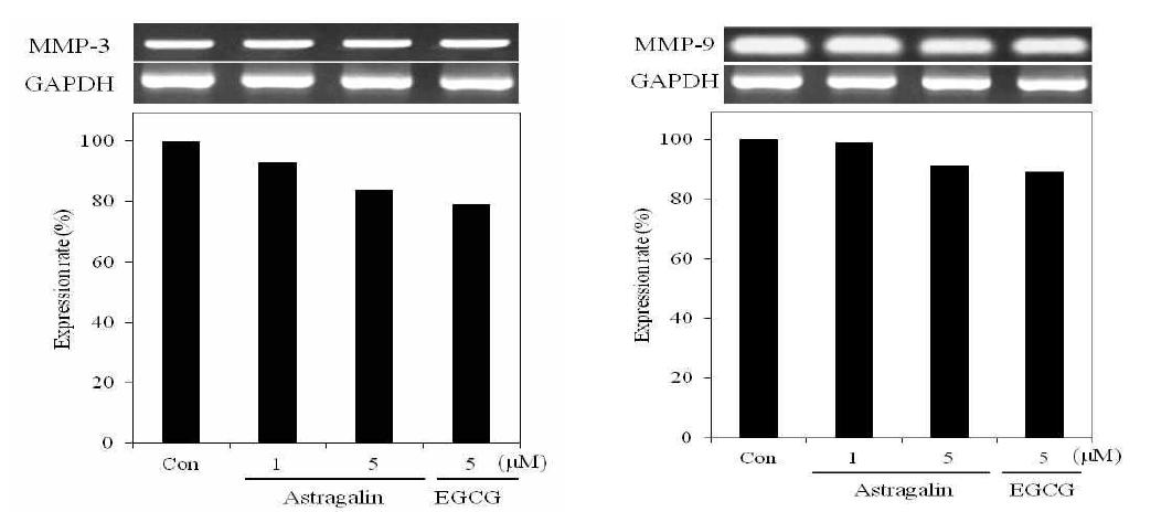 MMP-3 and MMP-9 mRNA expression rate of astragalin on fibroblast cell(CCD-986sk). After CCD-986sk cells (5x105cells)were started in serum freemedium for 1 h the cells were treated with 1, 5 μM/mL of astragalin.mRNA was detected by RT-PCR.