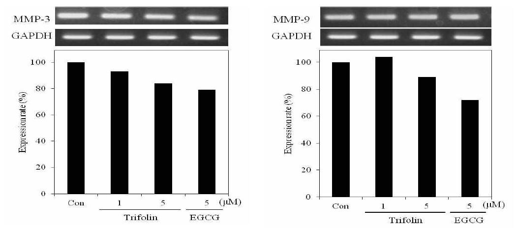 MMP-3 and MMP-9 mRNA expression rate of trifolin on fibroblast cell(CCD-986sk). After CCD-986sk cells (5x105cells) were started in serum freemedium for 1 h the cells were treated with 1, 5 μM/mL of trifolin. mRNAwas detected by RT-PCR.