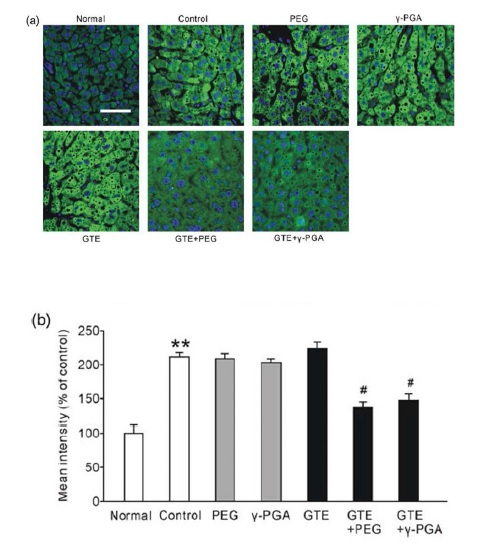 Fig. 6. ROS generation in the liver induced by acute ethanol administration