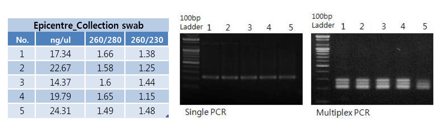 그림 8. 단일 및 다중 PCR 검증