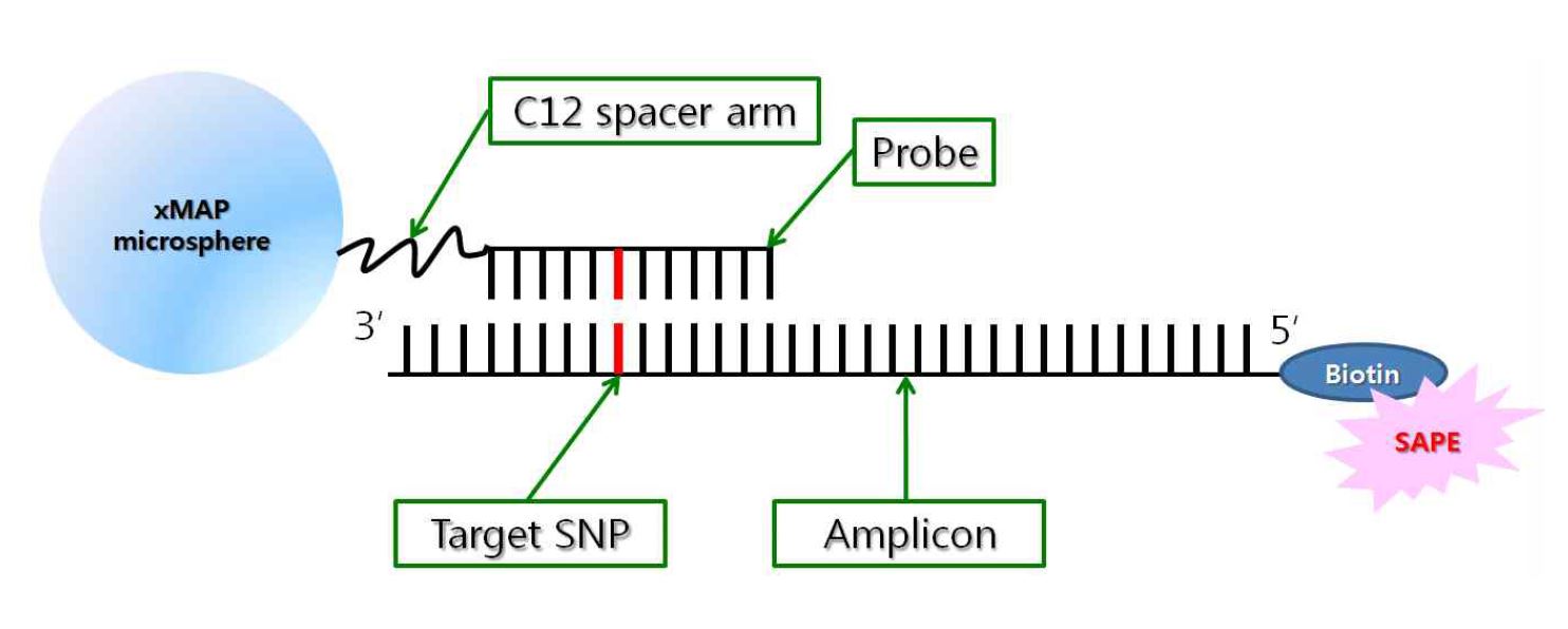 그림 11. Bead와 프라이머, 프로브 및 PCR 증폭 산물간의 반응 모식도
