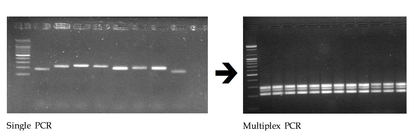 그림 12. 단일 PCR과 다중 PCR에 의한 프라이머 검증