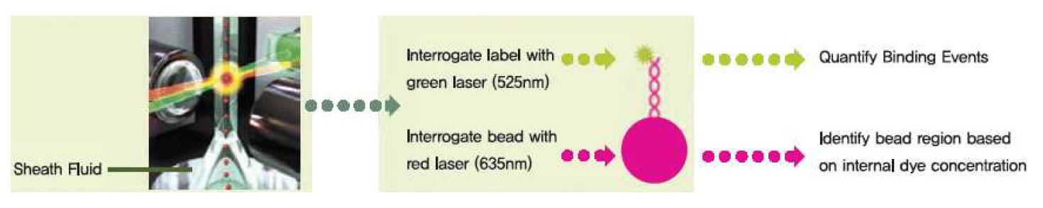 그림 15. Flow Cytometry 기반의 Luminex 분석기