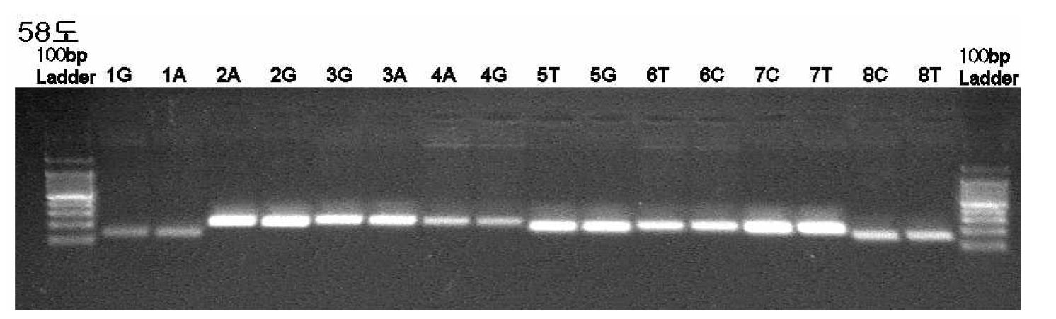 그림 16. 유전형별 단일 PCR 결과물