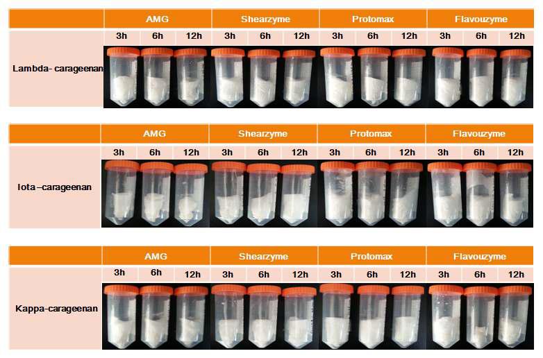 카라기난을 효소 분해 후 동결 건조 시료