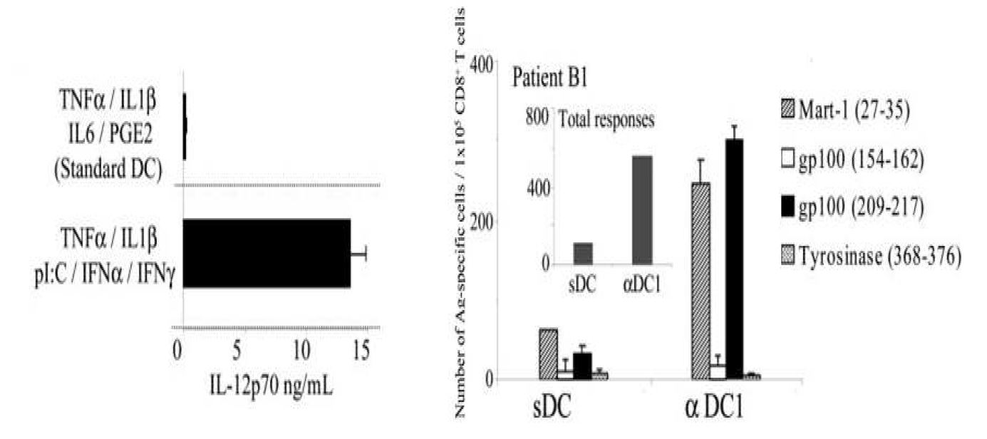 제 1형으로 극성화시킨 강력한 수지상세포 (αDC1)의 경우 표준수지상세포 (sDC)에 비해 IL-12P70의 생산능력이 현저히 증가됨을 확인하였으며, 탑재된 흑색종 관련 펩타이드에 특이적인 CD8+ T cell을 유도함에 있어서도 표준 수지상세포에 비해 월등함이 확인되었음.