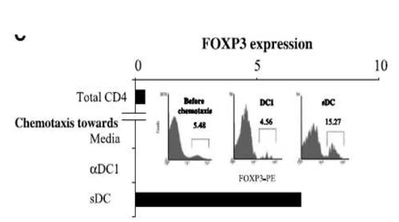 표준 수지상세포는 제1형으로 극성화시킨 강력한 수지상세포에 비해 조절 T 세포(regulatory T cell, Treg 세포)의 증식을 더 강하게 자극함으로써 기대치보다 낮은 항암효과를나타내는 것으로 확인됨.