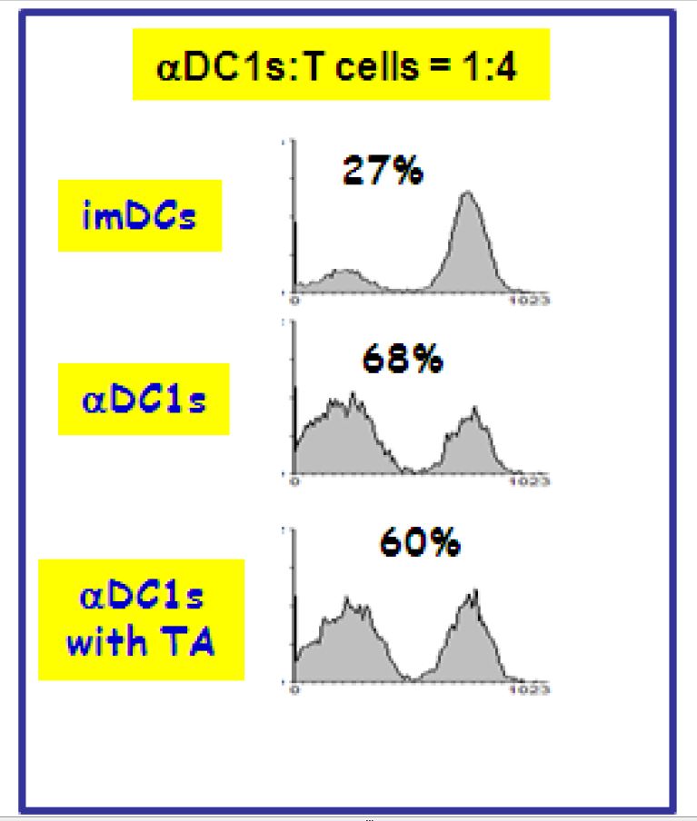 제 1형으로 극성화시킨 수지상세포 (αDC1)에 의한 T 세포 자극력. 항원을 탑재한 후수지상세포의 T 세포의 자극능력력은 일반적으로 감소되나 αDC1의 경우 그 변화가 미미하게관찰됨.