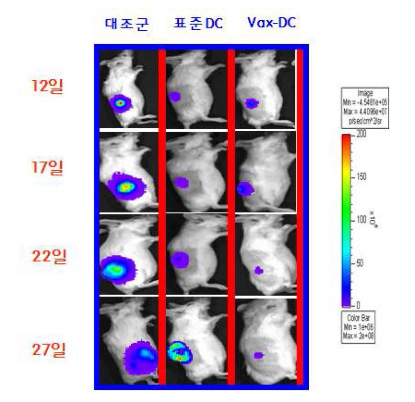 마우스유래의 대장암 세포주인 CT-26을 마우스의 피하로 1×106 씩 접종 후 종양이확립되어 3~5 mm 정도의 크기로 자라면 Vax-DC를 총 4회 접종한 후 종양크기의 육안적평가와 분자영상진단장비를 활용하여 종양항원특이적인 항암효과를 평가하였음. Vax-DC투여군에서의 종양성장 억제 효과가 뚜렷하게 관찰됨