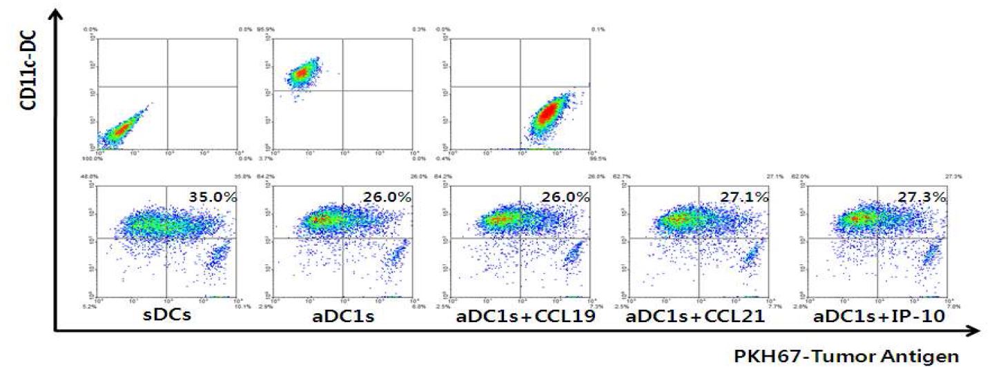 다발성골수종 유래의 수지상세포의 항원탐식능력 비교. 항원탐식능력은 CCL21을 처리한 Vax-DC와 αDC1은 비슷한 수준을 보이고 있으며, 표준수지상세포가 가장 높게 관찰됨