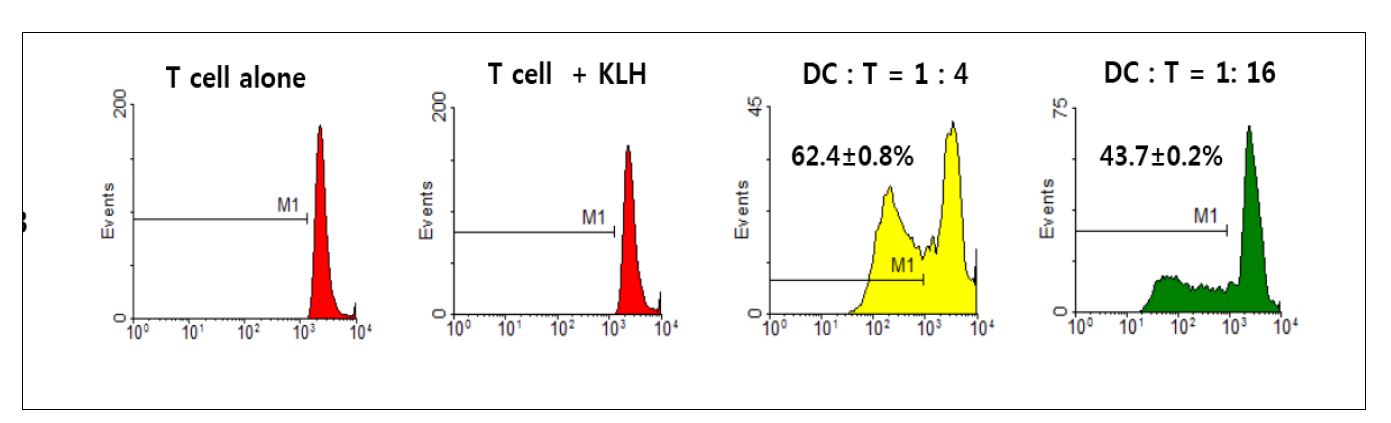 Vax-DC에 의한 T 세포 자극력 시험