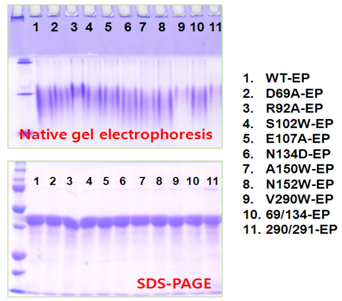 새로운 클로닝 사이트를 이용한 점돌연변이 플라젤린의 SDS-PAGE 및 Native gel electrophoresis 결과.