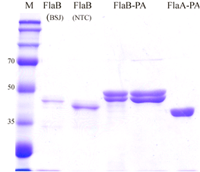 분리된 FlaA-Pa 또는 FlaB-Pa 단백질의 SDS-PAGE 결과.