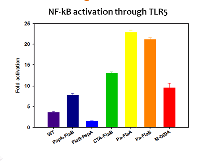 FlaA-Pa 또는 FlaB-Pa의 TLR-5를 매개로 한 NF-kB 자극 활성.