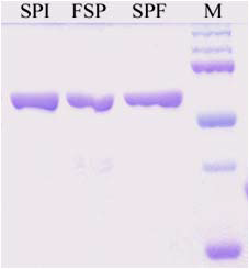 분리된 SP-I및 SP-I-FlaB 또는 FlaB-SP-I 융합 단백질의 SDS-PAGE 결과.