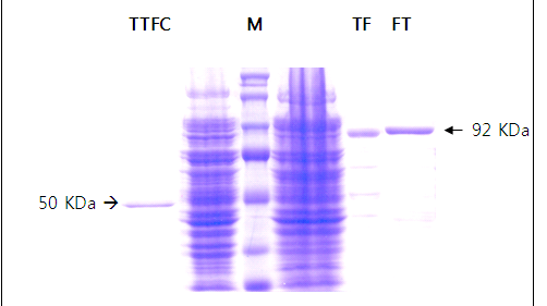 분리된 TTFC 및 TTFC-FlaB 또는 FlaB-TTFC 융합 단백질의 SDS-PAGE 결과.