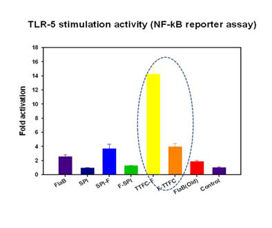 TTFC-FlaB 및 FlaB-TTFC 신단백질의 TLR-5를 매개로 한 NF-kB 자극 활성.