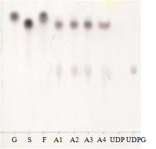 Thin layer chromatography를 이용한 UDP-Glc 분석