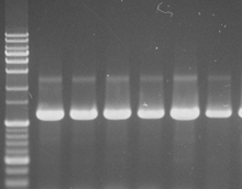 Colony PCR를 이용한 Pichia pastoris X-33 형질전환체의 선별