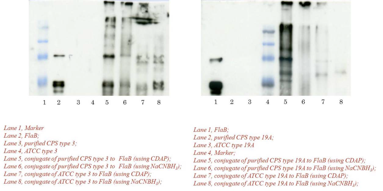 FlaB 항체를 이용한 ATCC/정제된 CPS (타입 3번과 19A)와 플라젤린과의 컨쥬게이션 산물 분석