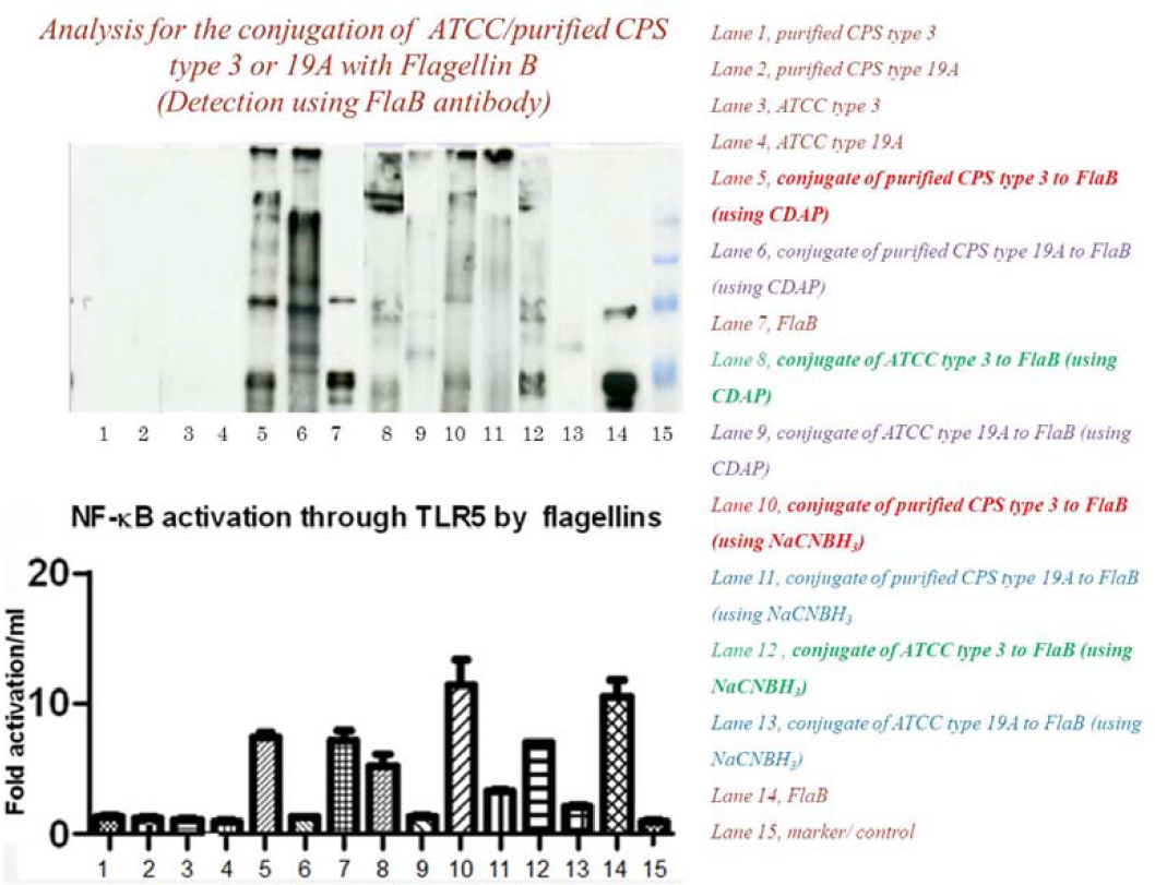 ATCC/정제된 CPS (타입 3번과 19A)와 플라젤린과의 컨쥬게이션 산물들의 면역반응 결과