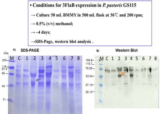 효모균인 Pichia pastoris GS115에서 발현한 FlaB의 소규모 발현