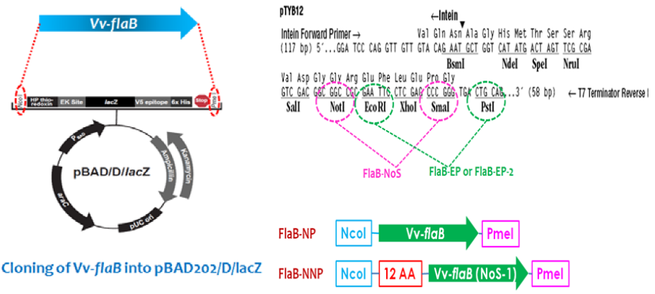 pBAD202/D/lacZ 벡터를 이용한 플라젤린의 cloning 및 발현 확인